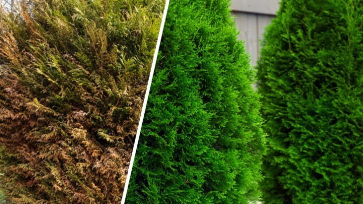 چطور از درختان همیشه سبز در برابر سرمازدگی مراقبت کنیم؟